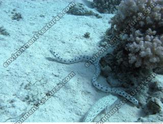 Spotted Snake Eel Ophichthidae 2